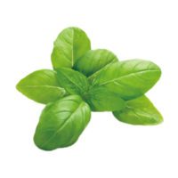 Ocimum basilicum